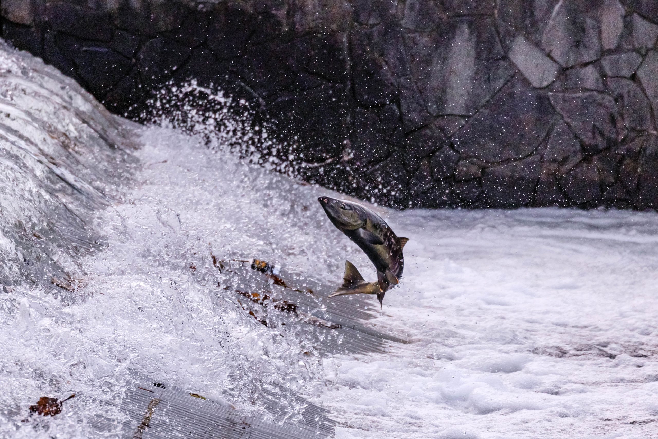 Salmon-swimming-upstream-in-the-Chitose-River-Hokkaido-tanaakk-min-scaled
