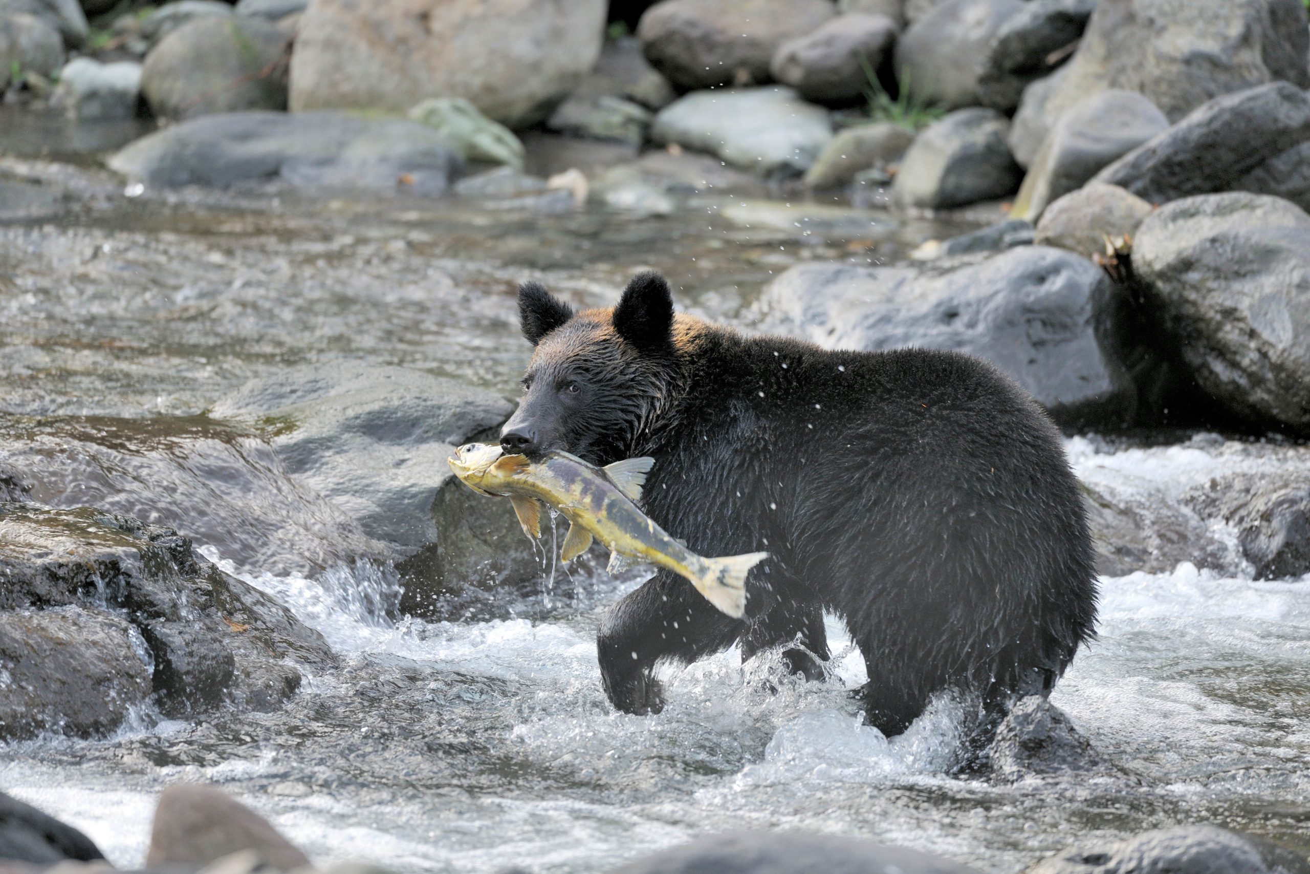 bear-grabs-salmon-tanaakk-min-scaled