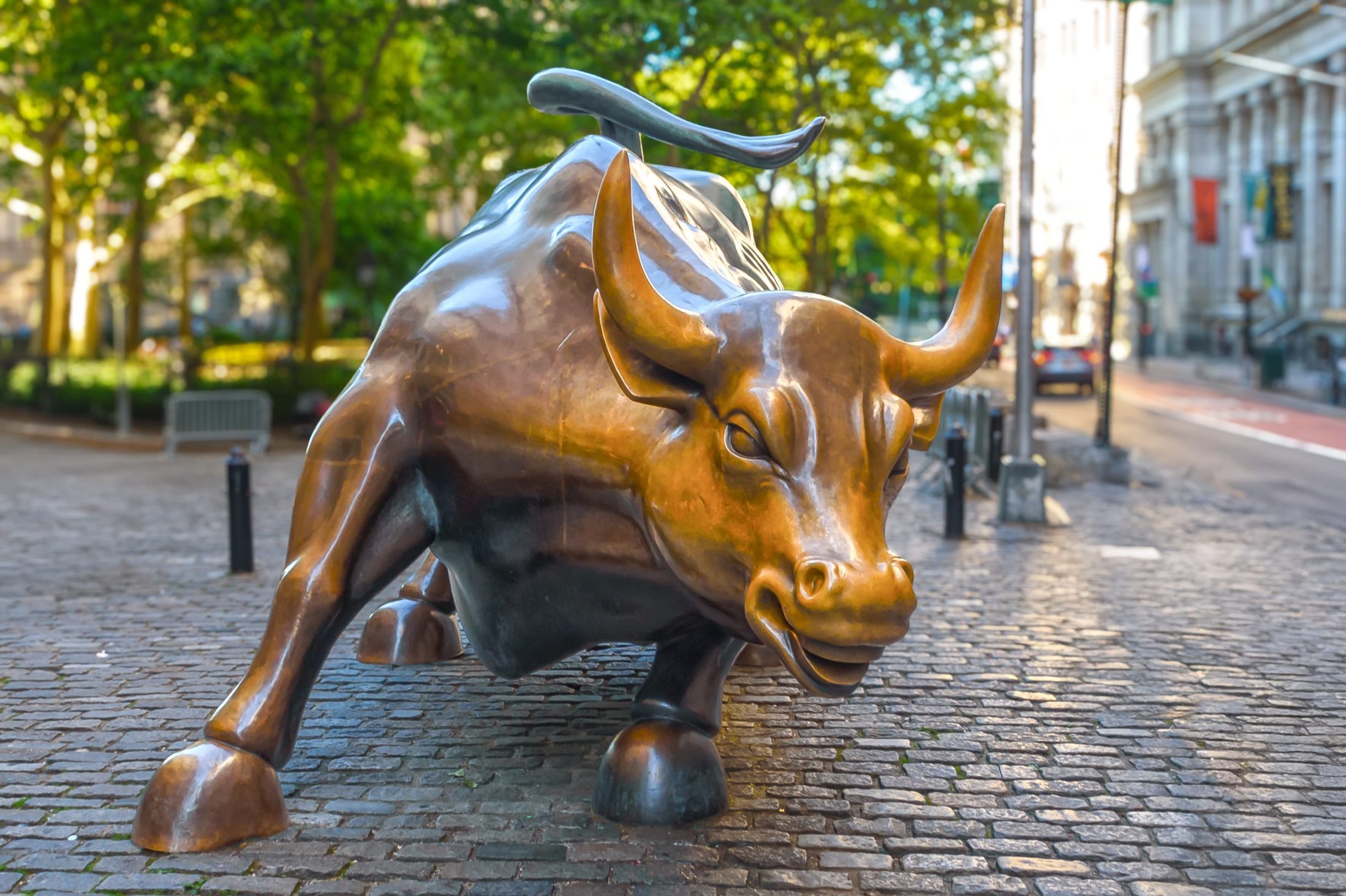 bull-tanaakk-min-scaled